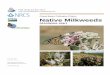 Great Basin Pollinator Plants Native Milkweeds