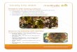 Variety Info sheet - Dried Fruits Australia