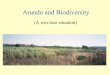 Arundo and Biodiversity