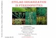 Stelar organization in pteridophytes