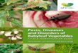 Pests, Diseases and Disorders of Babyleaf Vegetables