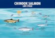 13-408 Chinook Salmon Life Cycle - Michigan Sea Grant