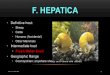 Adult flukes in liver → copulation and