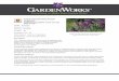 GardenWorks Carita Cascade Deep Purple Angelonia