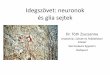 Idegszövet: neuronok és glia sejtek