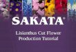 Lisianthus Cut Flower Production Tutorial