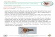 PEST FACTSHEET Mediterranean fruit fly