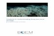 Curriculum Understanding Deep-Sea CoralEcology 2
