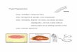 Phylum Platyhelminthes Class: Turbellaria- mostly free 