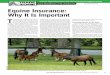 Equine Insurance: Why It Is Important