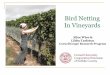 Bird Netting In Vineyards - PA Wine Grape
