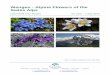 Wengen - Alpine Flowers of the Swiss Alps