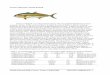 Greater amberjack, Seriola dumerili - Florida Keys Fishing and Key