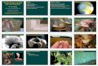 The role of fungi in our plant Outline What are Fungi? Fungal