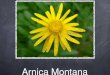 Arnica Montana -   - Get a Free Blog Here
