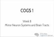 Week 8 Mirror Neuron Systems and Brain Tracts