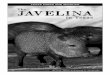 The Javelina in Texas - Texas Parks & Wildlife Department