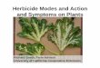 Herbicide Modes and Action and Symptoms on Plants - University of