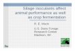 Silage inoculants affect animal performance as well as crop