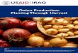 Onion Production: Planting Through Harvest - the USAID-Inma