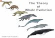 The Theory of Whale Evolution