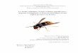 Le frelon asiatique ( Vespa velutina nigrithorax 