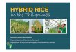 HYBRID RICE in the Philippines - Welcome to Centre for