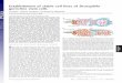 Establishment of stable cell lines of Drosophila germ-line