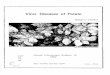 Page 1 Virus Diseases of Potato William J. Hooker Severe mosaic symptoms chnical Information