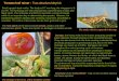 Tomato leaf miner - Tuta absoluta Meyrick fotos.infojardin