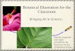 Botanical Illustration for the Classroom - Jeanne Debons