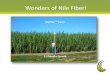 Wonders of Nile Fiber! - Choose Washington State