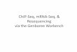 ChIP-Seq, mRNA-Seq, & Resequencing via the Genboree Workench