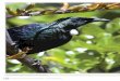Terrestrial biodiversity - Auckland Council