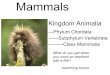 32 Intro to Mammals - pdtechu.sqooltechs.com