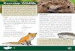 All About Doorstep Wildlife Differentiated Reading 