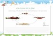 Life Cycle Of A Fish - Ecosystem For Kids