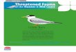 Little Tern Threatened Fauna - lls.nsw.gov.au