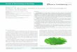 Effects of Moringa Oleifera Leaves on Hematological 