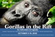 Gorillas in the Rift
