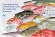 Deep-bottom fish identification cards for small-scale 