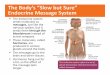 Body’s “Slow but Sure” Endocrine Message System