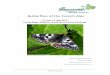 utterflies of the Frenh Alps - Greenwings