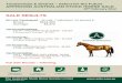 SALE RESULTS - Australian Stock Horse Society