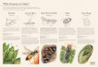Which insect is that-poster-mockup-1