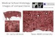 Medical School Histology: Images of compact bone