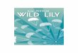 WILD LILY - David Fickling Books