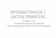 ENTEROBACTERIACEAE 2 (LACTOSE FERMENTERS)