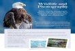 Wildlife and Photography - Seabourn