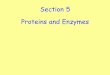 Section 5 Proteins and Enzymes